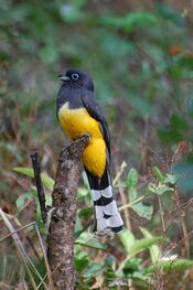 Black-headed Trogon-Trogon melanocephalus-Male.jpg