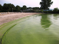Blue-gree algae bloom Lake Erie.png