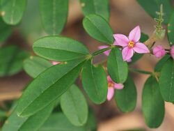 Boronia umbellata leaf.jpg