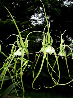 Brassia verrucosa Orchi 01.jpg
