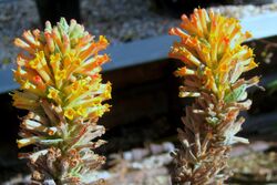 Buddleja tubiflora 0409.jpg