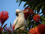 red flowers and a cockatoo