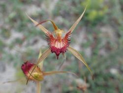 Caladenia georgei 02.jpg