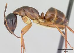 Camponotus americanus casent0172605 profile 1.jpg