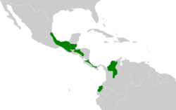 Campylorhynchus zonatus map.svg