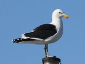 Cape Gull RWD.jpg