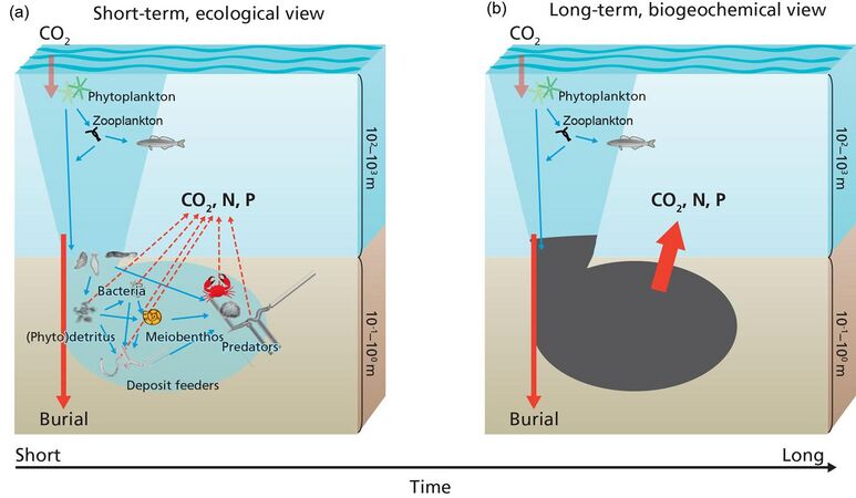 Carbon processing in marine sediments.jpg
