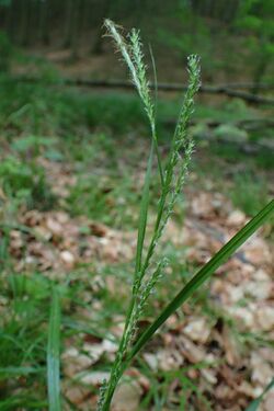 Carex strigosa kz05.jpg