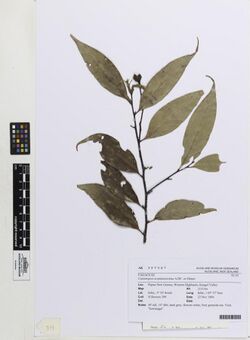 Castanopsis acuminatissima A.DC. ex Hance (AM AK357347).jpg