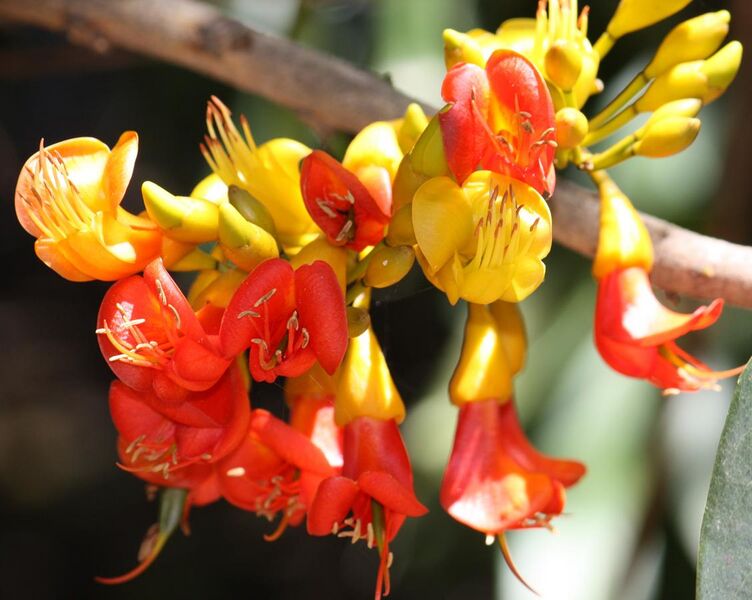 File:Castanospermum australe flower 1.jpg