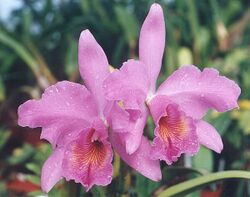 Cattleya warscewiczii.jpg