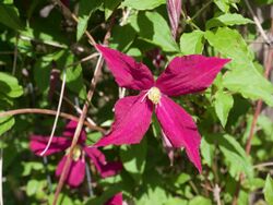 Clematis 'Niobe' (Poland, 1970) 2020 photo (50003301622).jpg