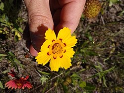 Cleveland powell coreopsis nuecensis.1.jpg