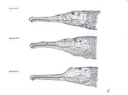 Colossosuchus.jpg
