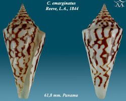 Conus emarginatus 2.jpg