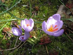 Crocus longiflorus6.jpg