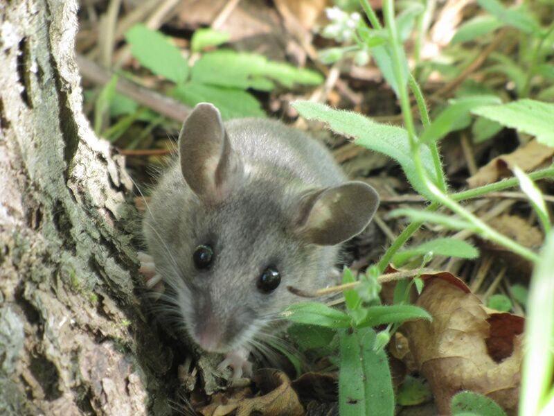 File:Deer Mouse (Peromyscus maniculatus) (9310532204).jpg