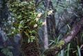 Dendrobium moorei (Moore's dendrobium) (5372336736).jpg