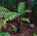 Dicksonia squarrosa, Christchurch Botanic Gardens, New Zealand 19.jpg