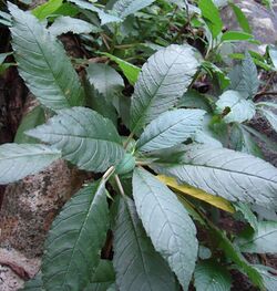 Dorstenia indica SL 07.jpg