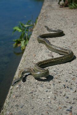 Elaphe climacophora -Kyoto, Japan-8.jpg