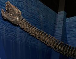 Small skull on a long neck of a mounted, gray skeleton, on a blue background