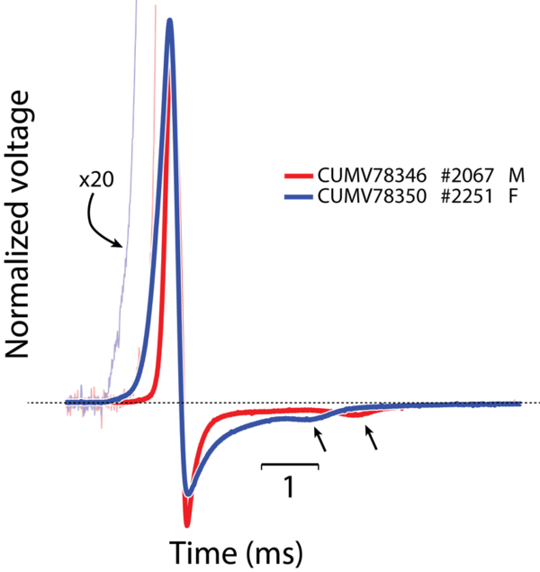 Electric organ discharge waveform for Paramormyrops hopkinsi.png