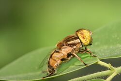 Eristalinus megacephalus.jpg