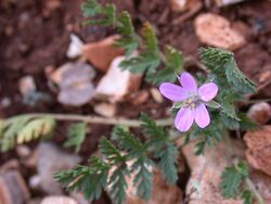 Erodium acaule 1.JPG