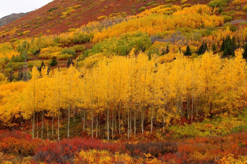 File:Fall colors near the Eagle Lake trailhead.jpg