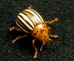False potato beetle (Leptinotarsa juncta).jpg