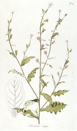 Fragmenta botanica, figuris coloratis illustrata (T. 84) BHL287713.jpg