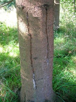 Frost crack on Norway Spruce.jpg