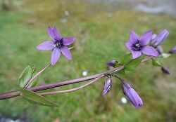 Gentianella jamesonii (13897907967).jpg