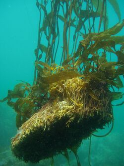Giant kelp (Macrocystis pyrifera) holdfast.jpg