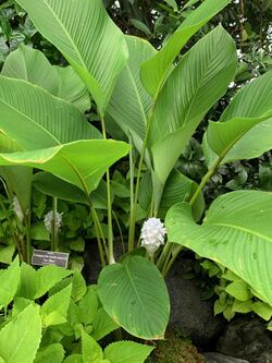 Goeppertia burle-marxii 'Ice Blue' foliage and inflorescence.jpg