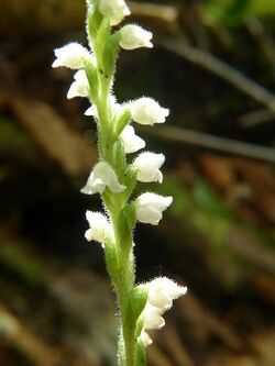 Goodyera tesselata 57591544.jpg