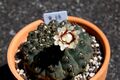 Gymnocalycium Quehlianum.jpg