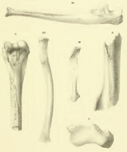 Hadropithecus, Megaladapis Lorenz pl II.png