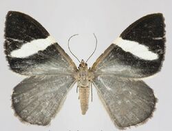 Hagnagora richardi female dorsal view.jpg