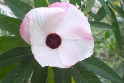 Hibiscus heterophyllus Chatswood West.jpg