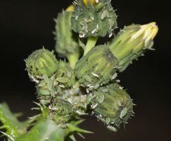 Hyperomyzus lactucae (Blackcurrant-sowthistle aphid) - Flickr - S. Rae.jpg