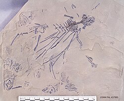 Icarosaurus siefkeri Colbert, 1966.jpg