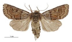 Ichneutica marmorata female.jpg