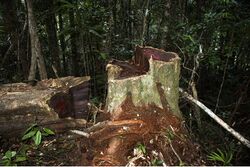 A rosewood stump and adjacent log, both with dark red heartwood, in the forest of Marojejy National Park
