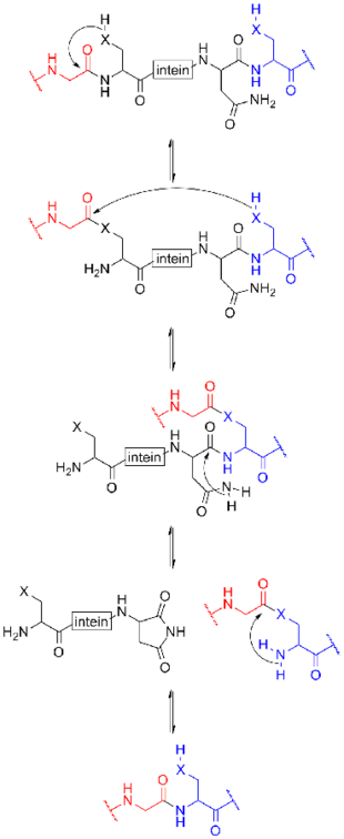 mechanism of protein splicing involving inteins