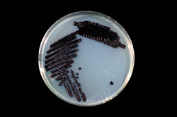 Janthinobacterium lividum on TY.png