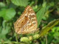 Junonia lemonias - Lemon Pansy 18.jpg