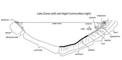Lake zones (left) and algal communities (right).jpg
