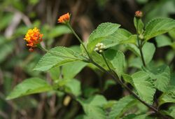 Lantana camara 2.jpg